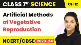 Artificial Methods of Vegetative Reproduction  Reproduction in Plants  Class 7 Science Chapter 12 [upl. by Anav]