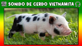 SONIDO DE CERDO VIETNAMITA 🐗 [upl. by Anorahs263]