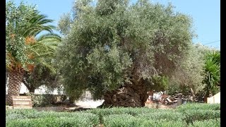 Η αρχαιότερη ελιά του κόσμου The oldest olive tree in the world [upl. by Raymund962]