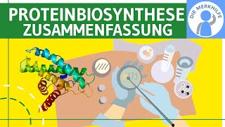 Proteinbiosynthese  Translation amp Transkription  Abiturzusammenfassung Proteinbiosynthesen Genetik [upl. by Ivy]