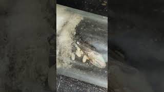 Lasius Brunneus insects fourmis ants antkeeping antfarm nature lasius lasiusniger [upl. by Brooke]