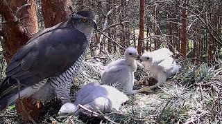 Goshawk chicks are two weeks old20230524Goshawk nest in Estonia [upl. by Negem]