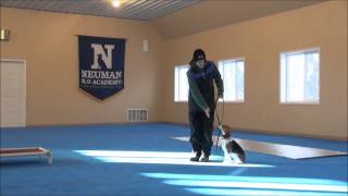 Maggie Beagle Dog Training Video Minneapolis [upl. by Nasah]