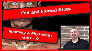 Fed and Fasted State Anatomy and Physiology [upl. by Ycal287]