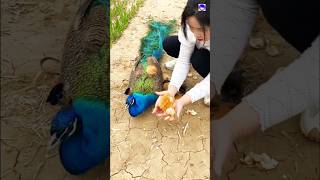 Amazing peacock nest peacock shorts love song bollywood hindisong [upl. by Arevle233]