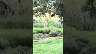 Deer shedding Antlers deer wildlife nature animals [upl. by Nicholle]