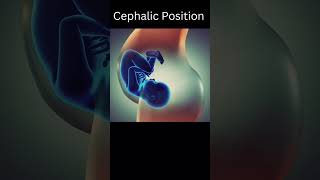 Fetus Cephalic presentation 👍shorts short shortvideo [upl. by Floria]