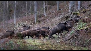 Wild boar hunting Montéria 2014 [upl. by Kalvin]