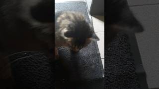 Max hat Mega Beute gemacht katzentanzen cat katzen katzenliebe [upl. by Pasquale]