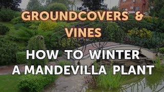 How to Winter a Mandevilla Plant [upl. by Selinda]