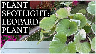 Plant Spotlight Leopard Plant  Farfugium Japonicum [upl. by Llerod]