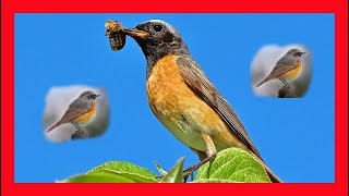 Common Redstart Song Common Redstart Call Sound Colirrojo Real Canto  Phoenicurus Phoenicurus [upl. by Adnorrahs]