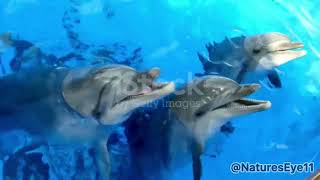 Friendly Dolphins Playing  Dolphins Sounds  NaturesEye11 [upl. by Brittani]