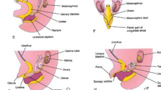 Embriologia Urogenital [upl. by Heater]