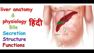 liver anatomy amp physiology in hindi  lobes of liver  functions  structure [upl. by Frodina]