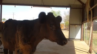 🐄🐮 Cow Sound Moo Mooing Farm Animal Sounds  Sonido de la Vaca Mugido Muu Animales de Granja [upl. by Anaer]