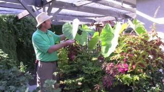 Outdoor Tropical Plants Part 4 [upl. by Carie]