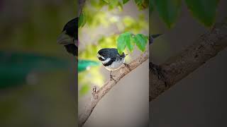 Lindas cenas do coleirinho macho  Beautiful scenes of the male Doublecollared seedeater 😍 [upl. by On]