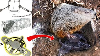 The Best Traps for Groundhogs and How To Use Them [upl. by Arbmik]