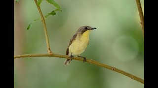 Suara Burung Remetuk Laut  Pleci Buara dan Videonya di Alam Goldenbellied Gerygone [upl. by Tzong]