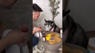 Preparando una Cena Elegante para Mi Husky ¡Mira su Reacción 👀😳 [upl. by Elwee153]