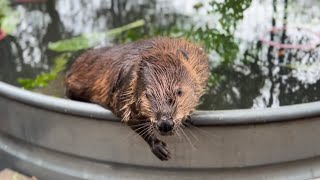 Friday shenanigans with beavers raccoons parrots and cats [upl. by Garrot]