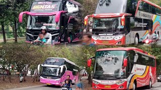 HUNTING Bus Sore‼️TERPANTAU BUS2quot Premium CLASS Masuk Poris 👍 vlog huntingbus busmania [upl. by Auqinahc]