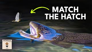 Catch More Trout During This EPIC Hatch  Ep 71 [upl. by Gagnon]