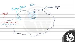 Draw a sectional view of a human ovary and label primary follicle tertiary follicle Graafian f [upl. by Bohaty]