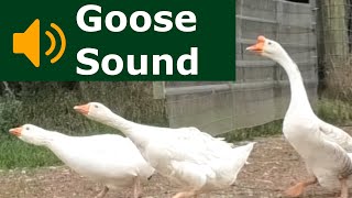 Goose Sounds  The Sound a Goose Makes  Learn Animal amp Bird Sounds [upl. by Ciapha102]