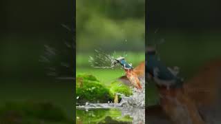 King Fisher Birdfacts in Hindikingfisher facts shorts youtubeshorts [upl. by Christianna]