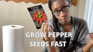 Grow more pepper plants fast amp easy way to germinate pepper seeds  Beginners Guide [upl. by Sibella757]