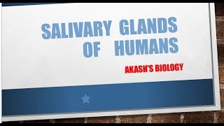 salivary gland of humans [upl. by Sybyl]