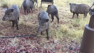 Friendly Javelinas [upl. by Enyaj]