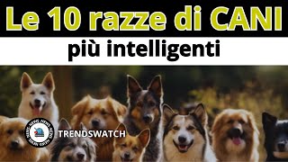 Le 10 razze di CANI pù intelligenti [upl. by Troth]