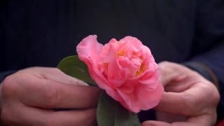 Growing Camellias  At Home With P Allen Smith [upl. by Atekihs395]