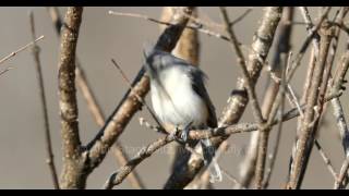 Tufted Titmouse Singing [upl. by Brockwell468]