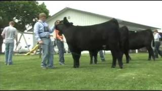 Fitting and Showing Angus Cattle Part 2 [upl. by Aerdma784]