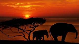 African Instrumental Music Relaxing African Vocal Music For Harmony Great Vibes Lounge Music 💜 [upl. by Ashraf]