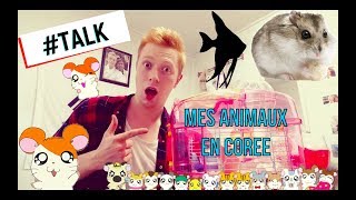 TALK  Mes animaux en Corée [upl. by Pattie476]