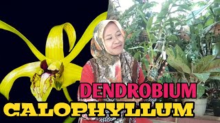 Dendrobium Calophyllum [upl. by Spense]