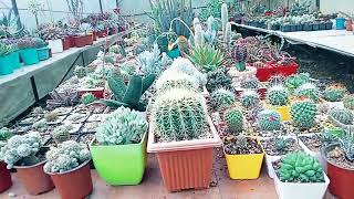 Parijat Nursery Visit Exploring the Exotic Succulent and Cactus Paradise in MirikDarjeeling [upl. by Akemahc557]