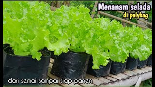 Menanam selada di polybag [upl. by Dnalyag932]