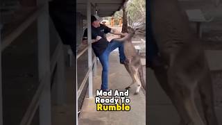 Kangaroo Goes Berserk on Humans in Wild Brawl 🦘😂 shorts animals wildlife australia kangaroo [upl. by Alliuqal]