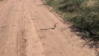 Rake Rabbit amp Snake in the road [upl. by Hawkins]