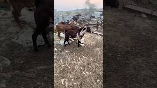 kalahari Goat fighting viralvideo [upl. by Sloatman]