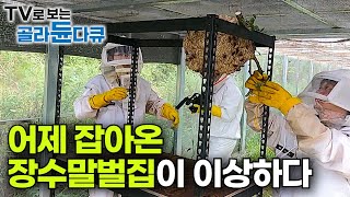 quot장수말벌이 개미에게 당했네요quot 곤충계 최강자 장수말벌로 밤새 축제를 벌인 개미 떼｜말벌 잡아다 키우는 사람들｜말벌 전문 연구팀｜극한직업｜골라듄다큐 [upl. by Fulcher]