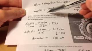 Calculating magnification from a scale bar [upl. by Ecile]