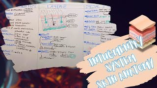 Intugmentry System Layers amp Special Structures of The Skin شرح بالعربى [upl. by Preuss]