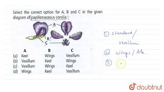 Select the correct option for AB and C in the given diagram of papilionaceous corolla  11 [upl. by Nueovas]